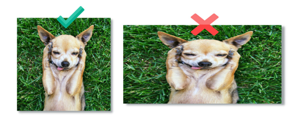 A photograph of a chihuahua compared to the same photograph that appears distorted and blurry from resizing incorrectly.