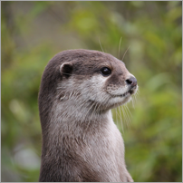 Photo of an otter with green foliage in the background