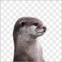 Photo of an otter with a transparent background