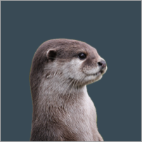 Photo of an otter on a gray canvas with original background removed