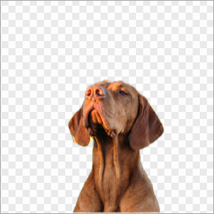 Photo of a dog with the background removed