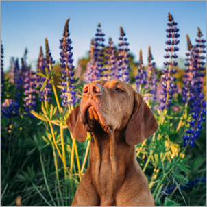 Photo of a dog in a field of flowers